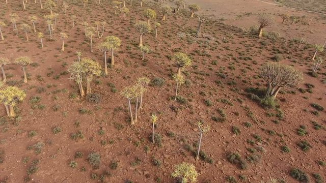Low flying aerial view of rare quiver trees (Aloe dichotoma), Northern Cape, South Africa