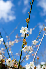 Chinese plum, Japanese apricot, bloom white flower beautiful on