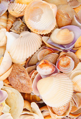 Seashell background, lots of different seashells piled together