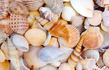 Seashell background, lots of different seashells piled together