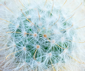Cactus top view  shooting macro detail skin and fur soft and stick network
