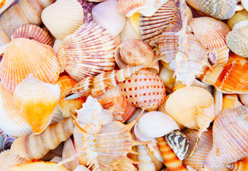 Seashell background, lots of different seashells piled together