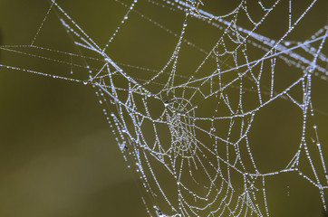 DEW ON A SPIDERS WEB