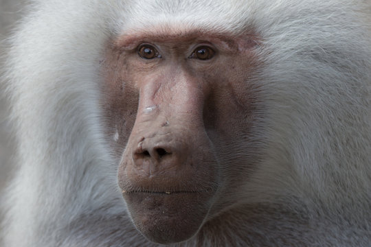 Pavianportrait