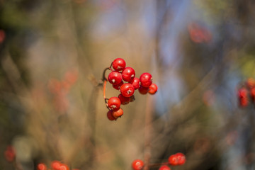 красные ягоды рябины размытый фон