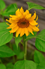 One young sunflower, vertical view