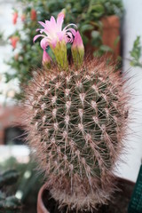 Cactus Bloom
