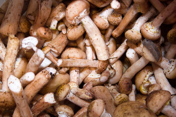 background mushrooms