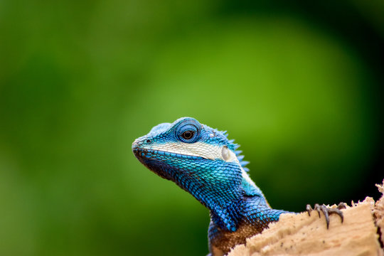 Blue Chameleon On The Stick.