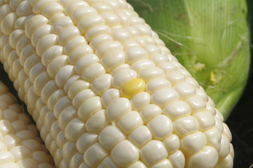 スイートコーンのキセニア現象