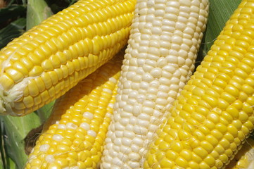 採りたてのスイートコーン３種類（イエロー、バイカラー、ホワイト）
