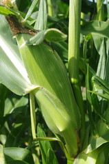 畑で実るスイートコーン