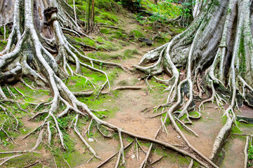 Roots branch of big tree in forest