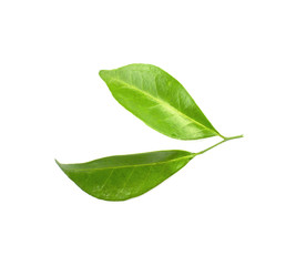 Green leaves isolated on a white background