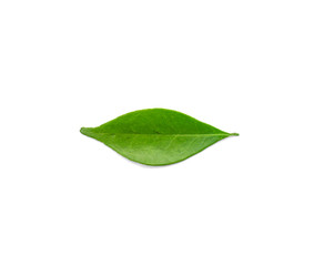 Naklejka na ściany i meble Green leaves isolated on a white background