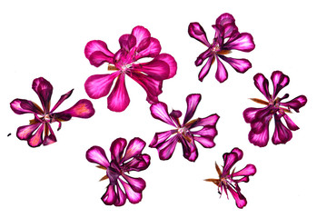 Fototapeta premium Pressed multicolour geranium set