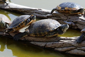 Obraz premium Tortue d'eau