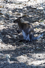 Naklejka premium wallaby 