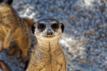 Fototapeta premium Portait Suricate