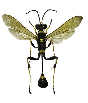 Black and Yellow Mud Dauber on white Background  -  Sceliphron caementarium (Drury, 1773)