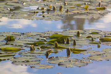 lily pads on the water
