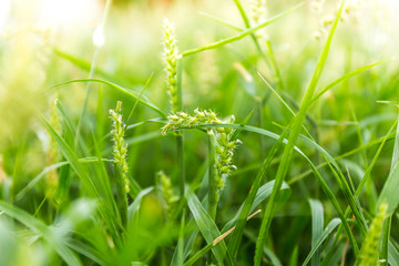 Field with green flowers  depth of field macro close-up