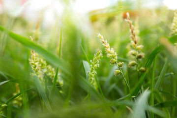 Field with green flowers  depth of field macro close-up