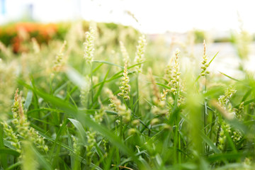 Field with green flowers  depth of field macro close-up