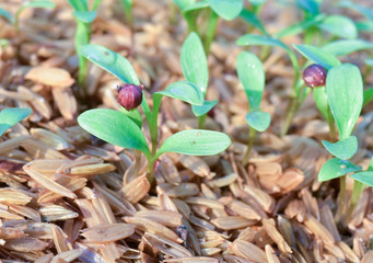 sprout coriander being germinate among husk.