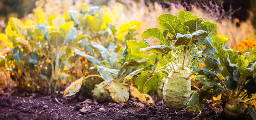 Kohlrabi im Garten