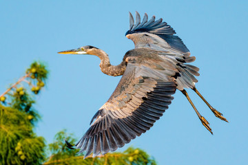 Great Blue Heron in Flight