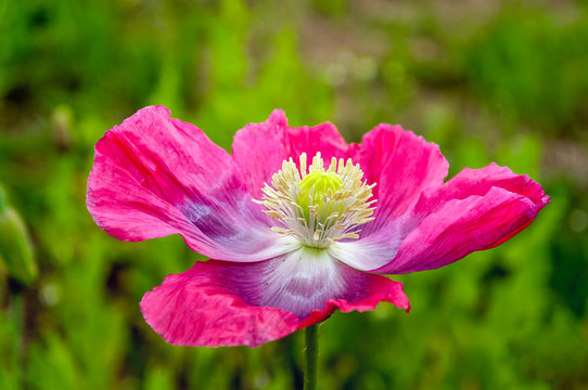 Bright flowering pink Papaver from close