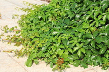 Virginia creeper (Parthenocissus quinquefolia var. murorum) in the summer garden
