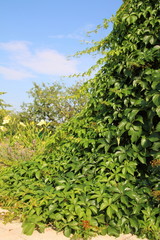 Virginia creeper (Parthenocissus quinquefolia var. murorum) against a blue sky in the summer garden