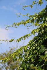 Fototapeta premium Virginia creeper (Parthenocissus quinquefolia var. murorum) against a blue sky in the summer garden
