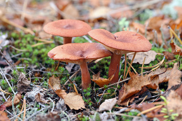 Lactarius rufus. Edible fungi in the autumn afternoon