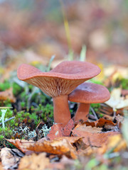 Lactarius rufus. Two mushrooms among the fallen-down foliage