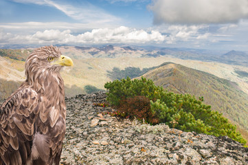 Possession of an eagle/In the Sikhote-Alin mountains. The eagle surveys the space...