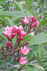 Close up of Red azalea flowers blooming  flowers on azalea tree in daylight