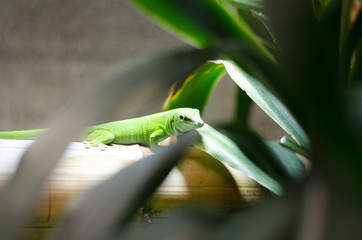 Gecko