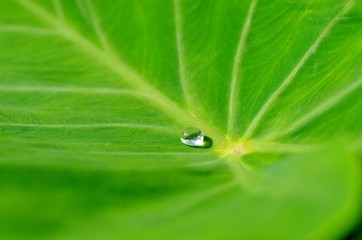 里芋の葉っぱの上の水玉