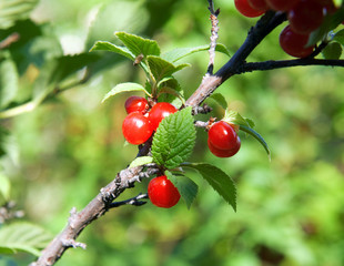 red ripe cherry