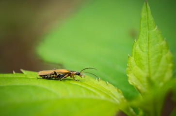 Kleiner Käfer auf Blatt
