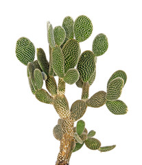cactus isolated on white background