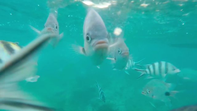 Shoal of tropical fish, Banded butterflyfish, with water surface in background, Indian ocean, Mauritius