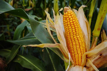 Field with ripe corn