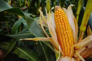 Obraz premium Field with ripe corn