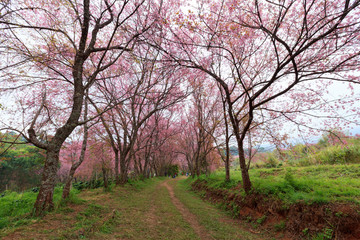 Obraz premium Cherry blossom pathway in Khun Wang ChiangMai, Thailand.