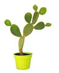 cactus isolated on white background