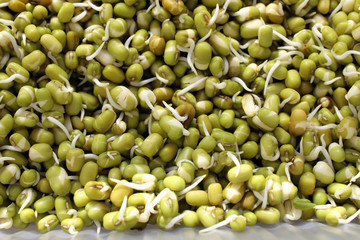 Sprouted mung beans closeup